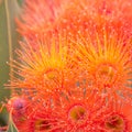 Bright Orange Flowering Gum Tree, Riddells Creek, Victoria, Australia, January 2020 Royalty Free Stock Photo