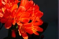 Spring Bloom Series - Bright Orange Flowering Clivia - Amaryllidaceae - Natal lily - Bush Lily