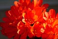 Spring Bloom Series - Bright Orange Flowering Clivia - Amaryllidaceae - Natal lily - Bush Lily