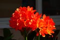 Spring Bloom Series - Bright Orange Flowering Clivia - Amaryllidaceae - Natal lily - Bush Lily