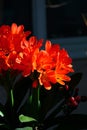 Spring Bloom Series - Bright Orange Flowering Clivia - Amaryllidaceae - Natal lily - Bush Lily