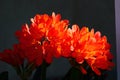 Spring Bloom Series - Bright Orange Flowering Clivia - Amaryllidaceae - Natal lily - Bush Lily