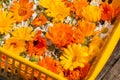 Bright orange flowers of calendula and white chamomile in basket. Herbalism as an alternative medicine Royalty Free Stock Photo