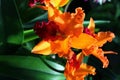 Bright orange flowers of Cattleya orchid in afternoon sunshine