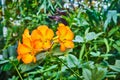 Bright orange flowers close up with hint of yellow in petals and green plants in background Royalty Free Stock Photo