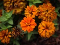 bright orange flowers getting some sun Royalty Free Stock Photo