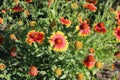 Bright orange flowers have jagged petals.