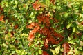 Bright orange flowers in the leafage of Japanese quince