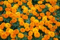 Bright orange flowers marigolds in the park