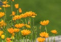 Bright orange flowers in the park