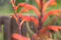 Spring Bloom Series - Crocosmia - Bright Orange Flowers with California Honey Bees