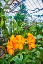 Bright orange flowers with yellow tint to petals and blurry conservatory in background Royalty Free Stock Photo