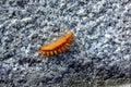 Bright orange fluffy caterpillar on the stone pavement Royalty Free Stock Photo