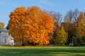 Bright orange foliage of maple trees growing on a green grassy meadow