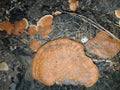 The bright orange fungi form a natural artistic pattern on the surface of decaying wood. Royalty Free Stock Photo