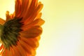 Bright orange gerber daisy catching the light Royalty Free Stock Photo