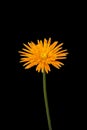 Bright orange gerbera daisy flower isolated on black Royalty Free Stock Photo