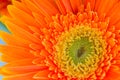 Bright Orange Gerbera flowers background Royalty Free Stock Photo