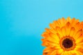 Bright orange gerbera flowers on a blue delicate background Royalty Free Stock Photo