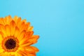 Bright orange gerbera flowers on a blue delicate background Royalty Free Stock Photo