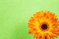 Bright orange gerbera flowers on delicate green background Royalty Free Stock Photo