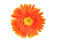 Bright orange Gerbera flowers heads isolated on white background with clipping path. Royalty Free Stock Photo