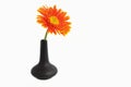 Bright orange Gerbera flowers heads in vase. Beautiful bright gerbera flowers Royalty Free Stock Photo