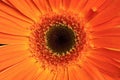 Bright orange gerbera macro close up Royalty Free Stock Photo