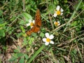 Bright Orange Gulf fritillary butterfly