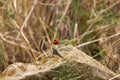 Bright orange-headed Lizard Royalty Free Stock Photo