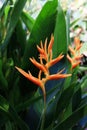 Bright Orange Heliconia golden torch, heliconia psittacorum with leaves is tropical flowers in the garden.