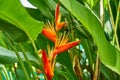 Bright Orange Heliconia Golden Torch Heliconia psittacorum x Heliconia spathocircinata in Guyana, South America