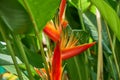 Bright Orange Heliconia Golden Torch Heliconia psittacorum x Heliconia spathocircinata in Guyana, South America Royalty Free Stock Photo