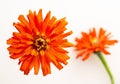 Bright orange heriloom zinnia bloom Royalty Free Stock Photo