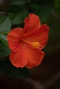 Bright orange hibiscus blossoms. Spring Colors Background. Hapiness Concept.