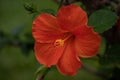 Bright orange hibiscus blossoms. Spring Colors Background. Hapiness Concept.