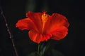 Bright orange hibiscus blossoms. Spring Colors Background. Hapiness Concept.