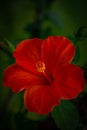 Bright orange hibiscus blossoms. Spring Colors Background. Hapiness Concept.