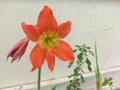 Bright orange hippeastrum flower on white background