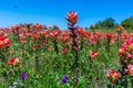 Bright Orange Indian Paintbrush Wildflowers in Texas Royalty Free Stock Photo