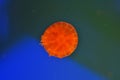 Bright orange jellyfish in a dark transparent Royalty Free Stock Photo