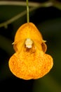 Bright orange jewel weed flower at the Belding Preserve, Connect