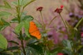 Julia Longwing Butterfly in the Garden Royalty Free Stock Photo