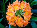 Bright Orange Kaffir Lily Flower in Garden