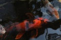 Bright orange koi swimming near the waters surface