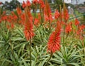 bright orange Krantz Aloe flowers - Aloe arborescens Royalty Free Stock Photo