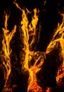 bright orange languages of a fire on wooden logs at night. wood on fire. bonfire at night. campfire. beautiful flame on black back Royalty Free Stock Photo