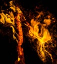 Bright orange languages of a fire on wooden logs at night. wood on fire. bonfire at night. campfire. beautiful flame on black back Royalty Free Stock Photo