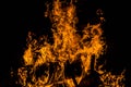 Bright orange languages of a fire on wooden logs at night. wood on fire. bonfire at night. campfire. beautiful flame on black back Royalty Free Stock Photo