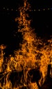 bright orange languages of a fire on wooden logs at night. wood on fire. bonfire at night. campfire. beautiful flame on black back Royalty Free Stock Photo